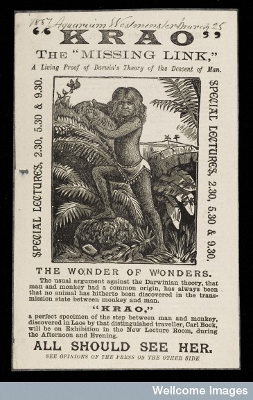 L0047972 Krao - The Missing Link